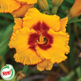 Pooh Bear Daylily Thumbnail